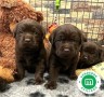 labrador-chocolate-small-1