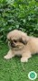 pekines-small-0