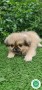 pekines-small-2