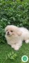 pekines-small-5