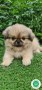 pekines-small-1