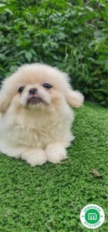 pekines-big-3