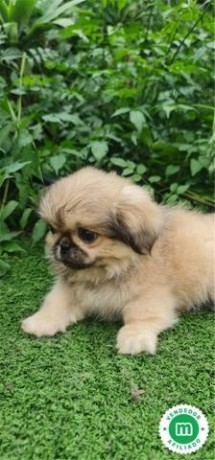 pekines-big-0