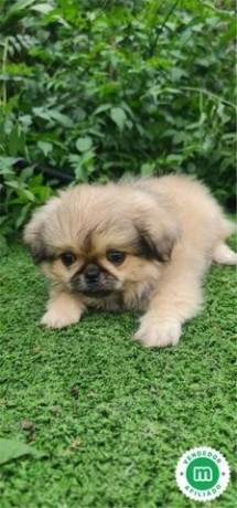 pekines-big-2