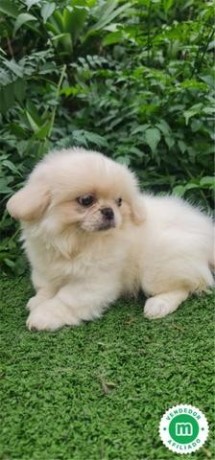 pekines-big-4