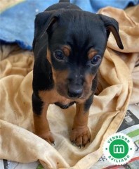 Cachorro de Mini pincher macho