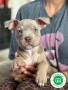 american-bully-small-0