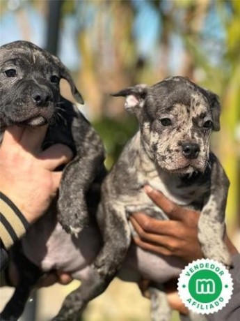 american-bully-big-2