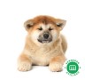 akita-inu-japones-small-2