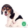 beagle-small-0