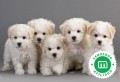 bichon-frise-small-0