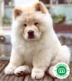 chow-chow-small-1