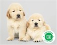 golden-retriever-small-0