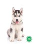 husky-siberiano-small-0