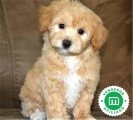 MALTIPOO