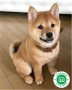 shiba-inu-small-0