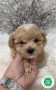maltipoo-toy-small-3