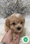 maltipoo-toy-small-2