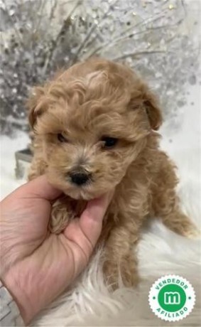 maltipoo-toy-big-1