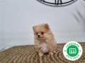 pomerania-toy-small-6