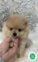 pomerania-toy-small-0