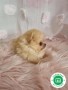 pomerania-toy-small-4