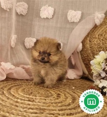 pomerania-toy-big-7