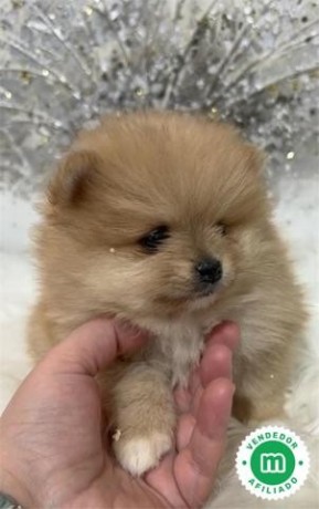 pomerania-toy-big-2