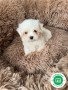 nueva-camada-de-bichon-maltes-disponible-small-1