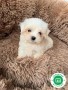 nueva-camada-de-bichon-maltes-disponible-small-0