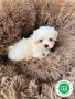 nueva-camada-de-bichon-maltes-disponible-small-2