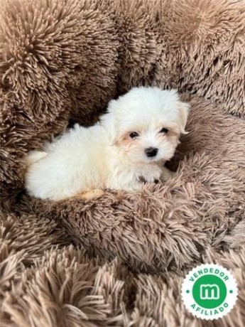 nueva-camada-de-bichon-maltes-disponible-big-2