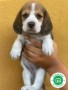 beagle-small-0