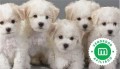 bichon-frise-small-0