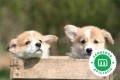 corgi-pembroke-small-0