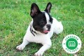 boston-terrier-small-0