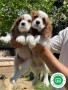 cavalier-king-charles-small-0