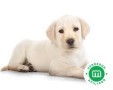 golden-retriever-small-1