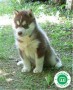 husky-siberiano-small-1