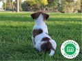 jack-russell-small-0