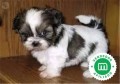 shihtzu-small-0