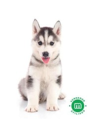 HUSKY SIBERIANO