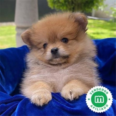 pomerania-toy-big-0