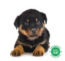 rottweiler-small-0