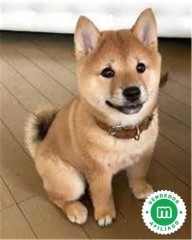 SHIBA INU