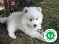 samoyedos-small-0