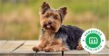 yorkshire-terrier-small-0