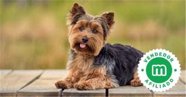 yorkshire-terrier-big-0