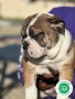 bulldog-ingles-small-0