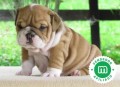 bulldog-ingles-small-0